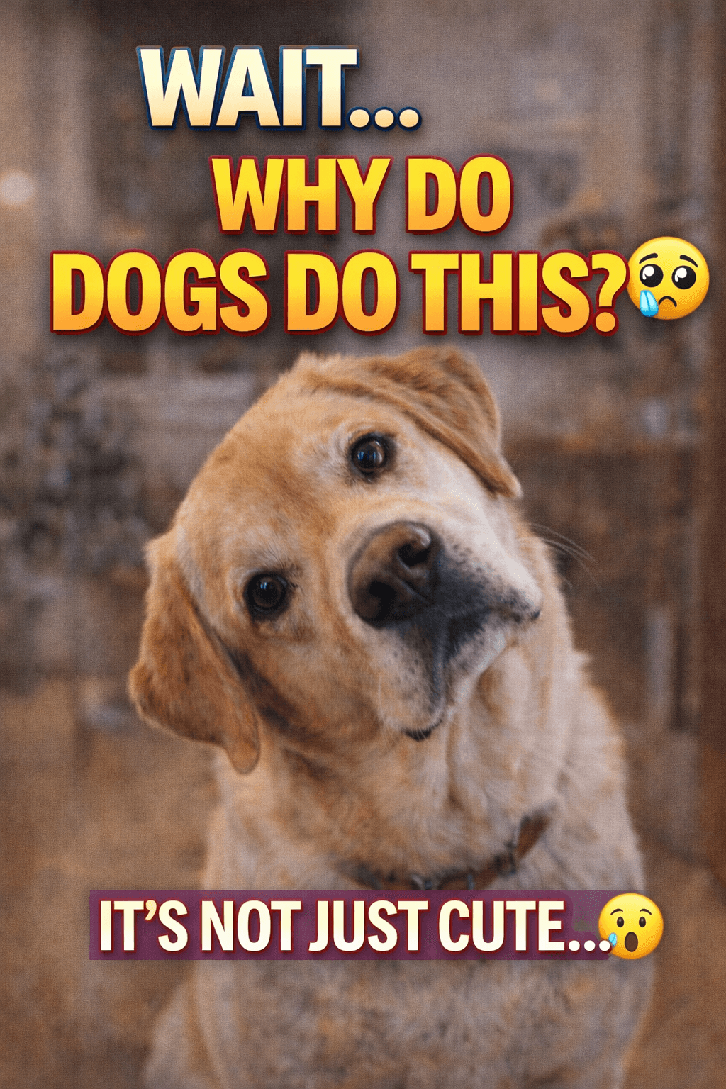 Why Dogs Tilt Their Head | Cute Dog Behavior Explained