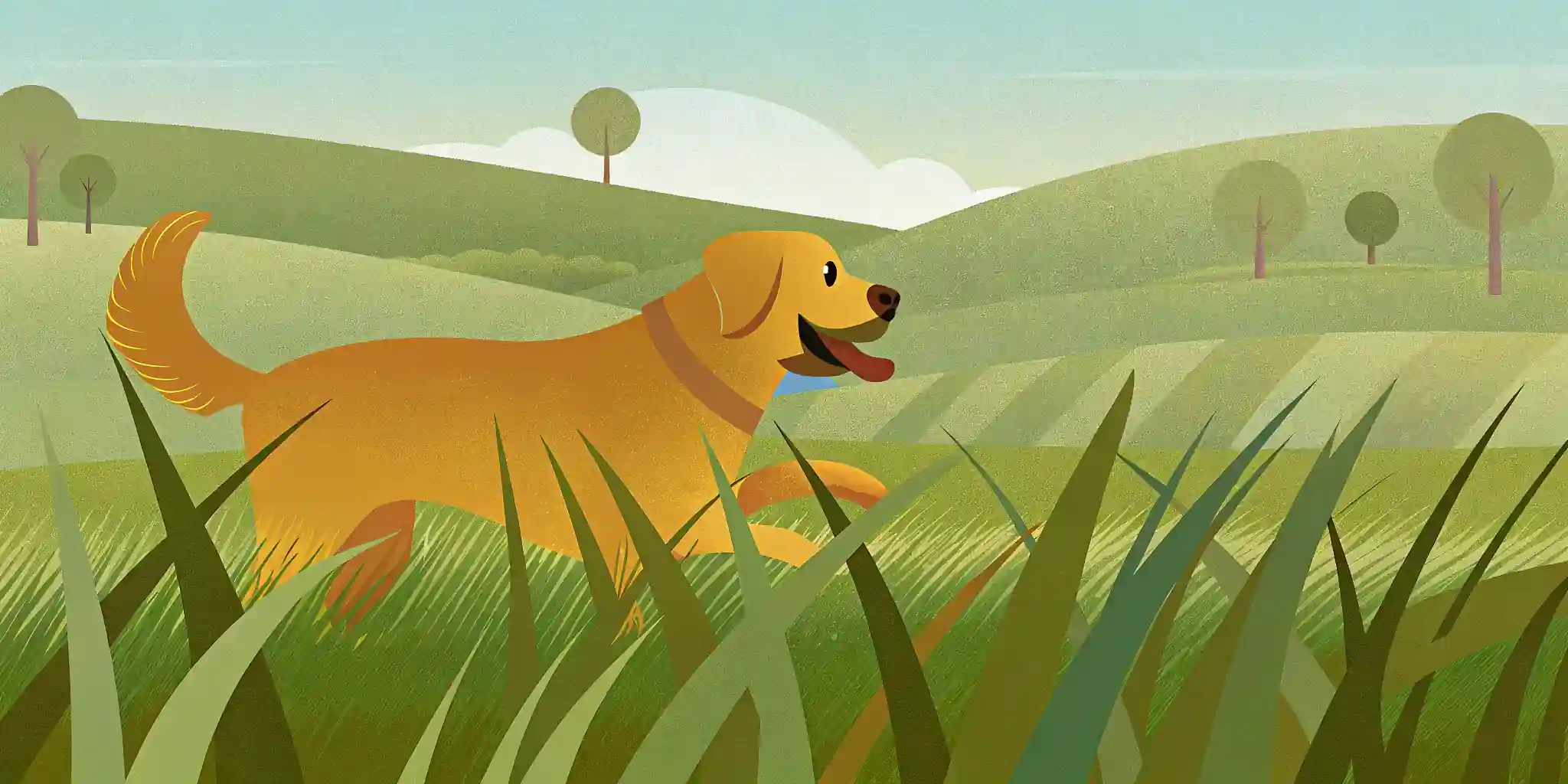 Adult Pet Care: Thriving Through the Years