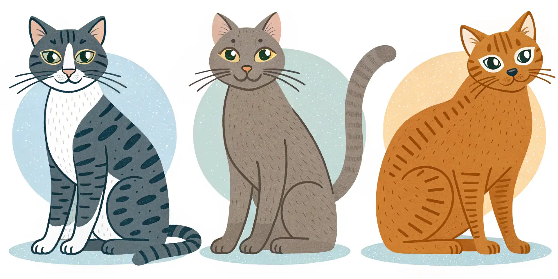 Senior Cat Health: Common Problems & Care