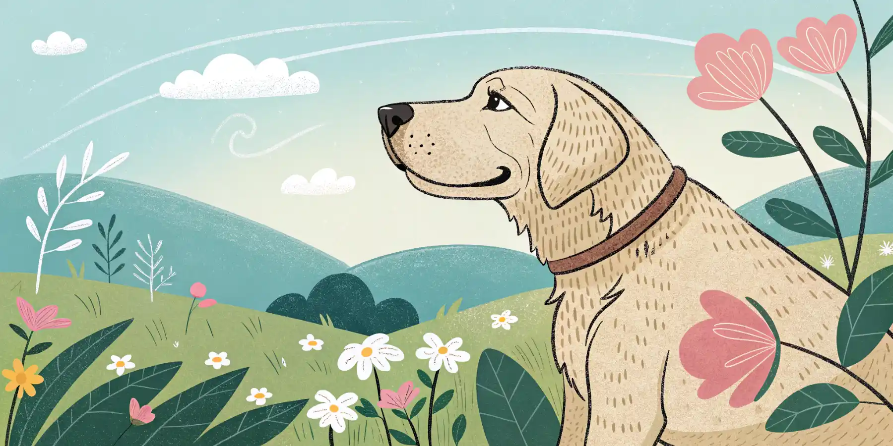 Senior Dog Vision & Hearing Loss: What You Need to Know