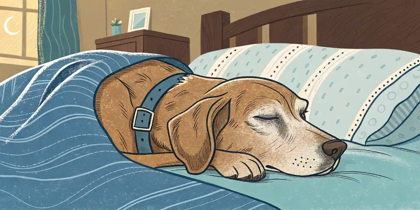 Senior Dog Comfort: Home Safety Guide