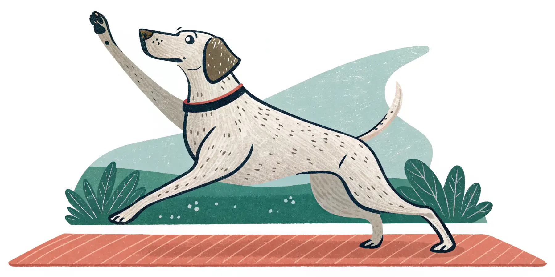 Senior Dog Exercise: Safe & Fun Activity Tips